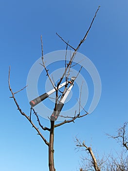 large gardening shears stuck on the apple tree blue sky