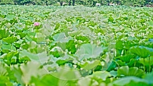 large gardens for lotus flower cultivation
