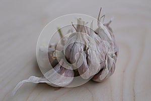 Large garlic head with large teeth photo