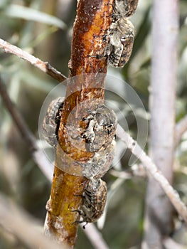 A Large Gathering of Bumble Flower Beetles Euphoria inda on a Stalk of a Russian Olive Plant