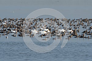 A large gathering of Cormorants and White Pelicans in a lake