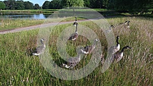 Large gathering of geese