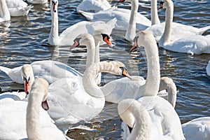 A large gathering of Mute Swans on the water.