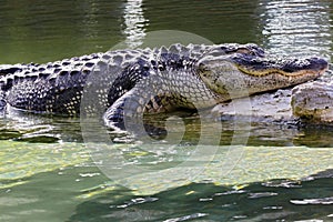 Large gator taking a nap