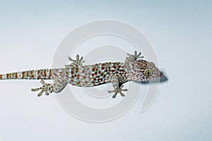 A large gecko perched on a cement wall