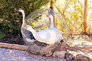 Large Geese Squawking