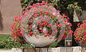 Large geranium pot