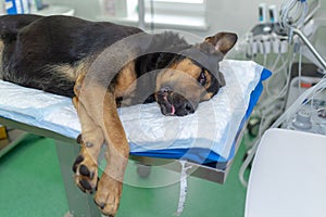 Large German shepherd dog under anesthesia in veterinarian clinic lying on the operating table under anesthesia