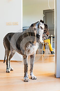 A large giant dog of 80 kilos is standing with a sad face and droopy eyes in front of a table with a person sitting at it photo