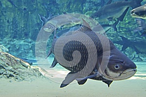 A Large Giant Siamese Carp fish passing by the camera lense