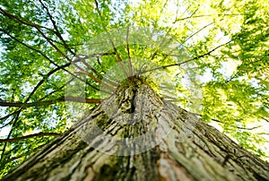 Large giant tree canopy and limbs looking up in forest