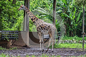 A large giraffe bull