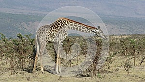 Large giraffe eating leaves from low acacia bushes on hot day