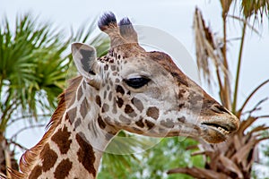 A large giraffe eating lunch or smiling