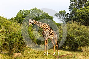 A large giraffe eats leaves from a tall tree. Masai Mara, Kenya