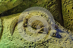 Large girdled lizard with a flattened body in Loro Parque, Ten
