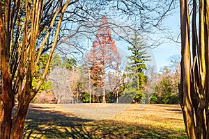 Large glade and leopard trees in Lullwater Park, Atlanta, USA