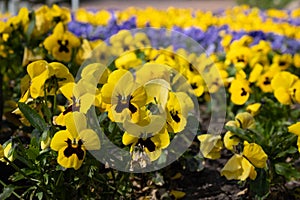 Large glade of yellow and blue pansies