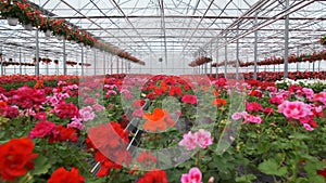 Large glass greenhouse with flowers. Growing flowers in greenhouses. Interior of a modern flower greenhouse. Flowers in