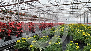 Large glass greenhouse with flowers. Growing flowers in greenhouses. Interior of a modern flower greenhouse. Flowers in