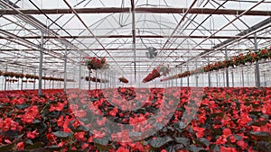 Large glass greenhouse with flowers. Growing flowers in greenhouses. Interior of a modern flower greenhouse. Flowers in