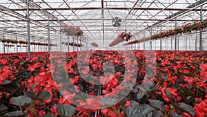 Large glass greenhouse with flowers. Growing flowers in greenhouses. Interior of a modern flower greenhouse. Flowers in