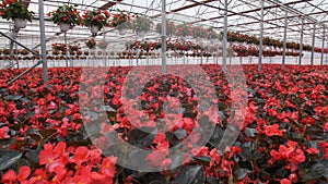 Large glass greenhouse with flowers. Growing flowers in greenhouses. Interior of a modern flower greenhouse. Flowers in