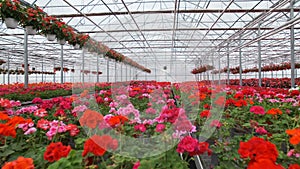 Large glass greenhouse with flowers. Growing flowers in greenhouses. Interior of a modern flower greenhouse. Flowers in