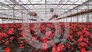 Large glass greenhouse with flowers. Growing flowers in greenhouses. Interior of a modern flower greenhouse. Flowers in