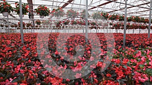 Large glass greenhouse with flowers. Growing flowers in greenhouses. Interior of a modern flower greenhouse. Flowers in