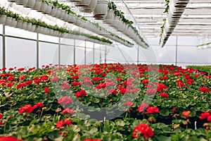 Large glass greenhouse with flowers. Growing flowers in greenhouses. Interior of a modern flower greenhouse. Flowers in flowerpots