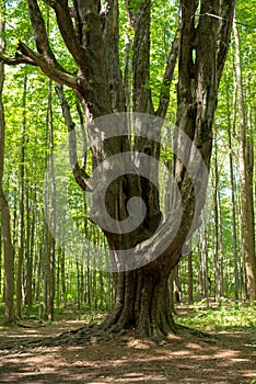 Large gnarly maple tree in the forest