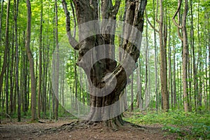 Large gnarly maple tree in the forest