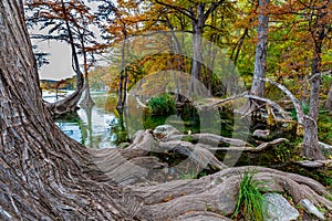 Large Gnarly Roots of Cypress Trees of Garner State Park, Texas