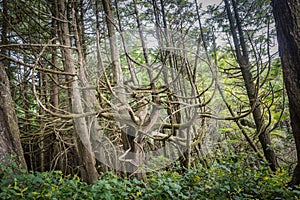 Large gnarly trees along the Wild Pacific Trail in Ucluelet, British Columbia