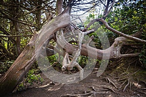 Large gnarly trees along the Wild Pacific Trail in Ucluelet, British Columbia