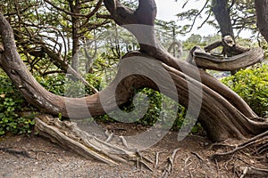 Large gnarly trees along the Wild Pacific Trail in Ucluelet, British Columbia