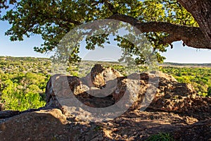 Large Gneiss Boulders and live oak tree Texas Hill Country Views