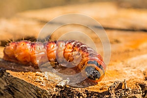 large goat moth caterpillar on a willow tree trunk