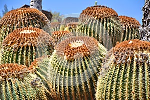 Large golden barrel cactus growing in the botanical garden. Echinocactus grusonii. Fuerteventura island, Oasis park