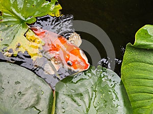 Large golden fish, koi carp