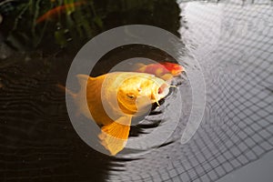 Large golden koi carp fish with his mouth open coming up to the surface of the water. There is a reflection of a mesh pond cover