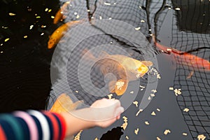 Large golden koi carp fish surfacing to eat food on the surface of a pond. The arm and hand of the person feeding the fish can be