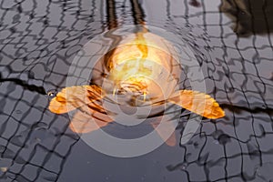 Large golden Koi fish about to surface looking up at the camera. There are reflections in the water from a mesh pond cover