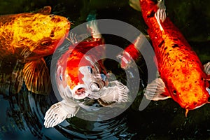 Large golden and yellow Koi carp feeding in a pond
