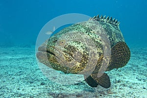 A large Goliath Grouper photographed swimming underwater in the Florida Keys National Marine Sanctuary