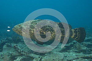 A large Goliath Grouper photographed swimming underwater in the Florida Keys National Marine Sanctuary