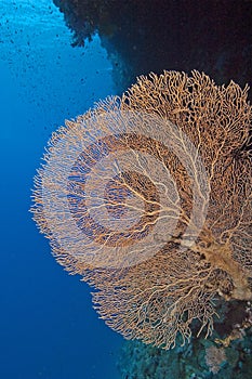 Large gorgonian fan coral
