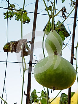 Large gourd on wire arch, clear sky