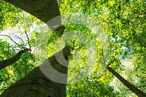 Large, graceful treetops soar into the sky